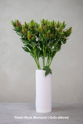 Tistel (Rysk Martorn) | Grön (66cm) – konstblomma från OONA